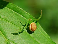 Thomisidae